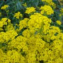 Aurinia saxatile fleur